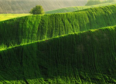 Resimli tepe tarlası. tarımsal alan