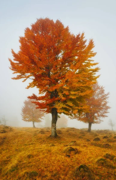 Matin Automne Dans Forêt Brouillard Dans Forêt Des Carpates — Photo