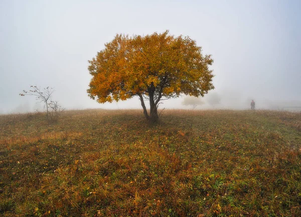 妖精の森霧の森の中で秋の朝 カルパチア山脈の森の霧 — ストック写真