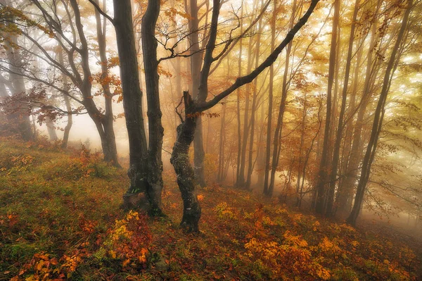 Wróżkowy Las Jesienny Poranek Mglistym Lesie Mgła Lesie Karpat — Zdjęcie stockowe