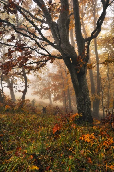 妖精の森霧の森の中で秋の朝 カルパチア山脈の森の霧 — ストック写真