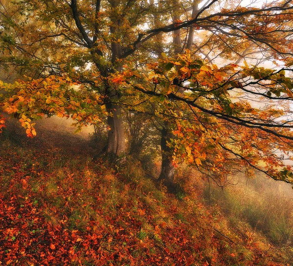 Forêt Fées Matin Automne Dans Une Forêt Brumeuse Brouillard Dans — Photo