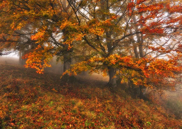 Floresta Das Fadas Manhã Outono Uma Floresta Nebulosa Nevoeiro Floresta — Fotografia de Stock
