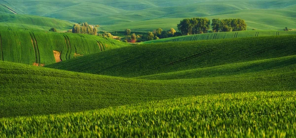 Campo Collinare Campo Agricolo Bellissime Colline — Foto Stock