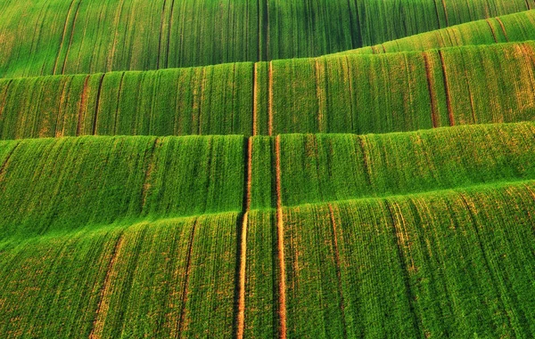 Hilly Field Agricultural Field Beautiful Hills — Stock Photo, Image