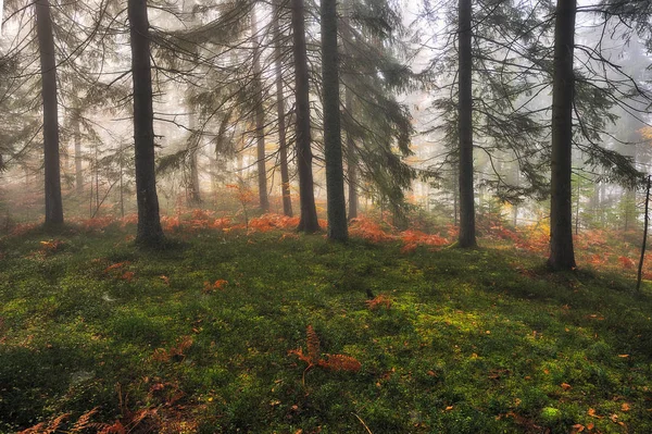 Brouillard Dans Forêt Automne Pittoresque Forêt Des Carpates — Photo