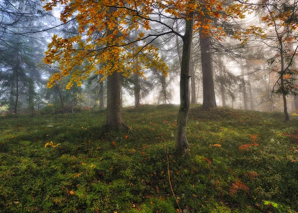 Nevoeiro Floresta Outono Pitoresca Floresta Dos Cárpatos — Fotografia de Stock