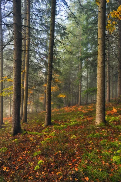 秋の森の霧 絵のように美しいカルパチアの森 — ストック写真