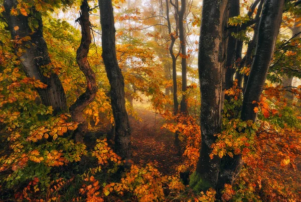 秋天的森林 在童话森林的雾蒙蒙的早晨 风景如画的早晨 — 图库照片