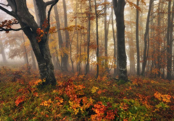 Herfst Bos Mistige Ochtend Het Fairy Forest Schilderachtige Ochtend — Stockfoto