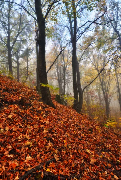 秋天的森林 在童话森林的雾蒙蒙的早晨 风景如画的早晨 — 图库照片