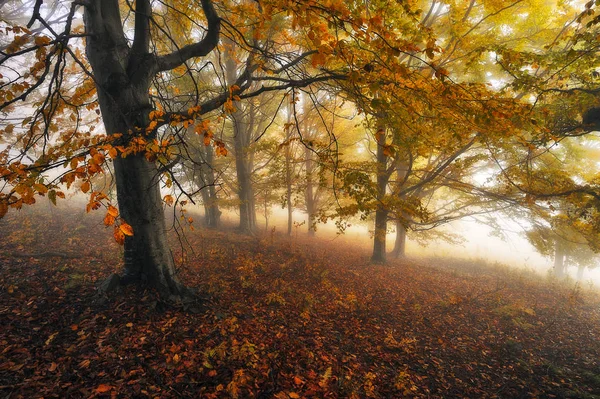 Φθινοπωρινό Δάσος Ομίχλη Πρωί Νεράιδα Του Δάσους Γραφικό Πρωί — Φωτογραφία Αρχείου