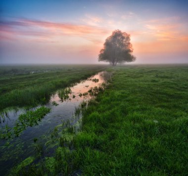 Nehir vadisinde sis var. resim gibi bir bahar sabahı. Güzel sisli gün doğumu sisli bir çayırda