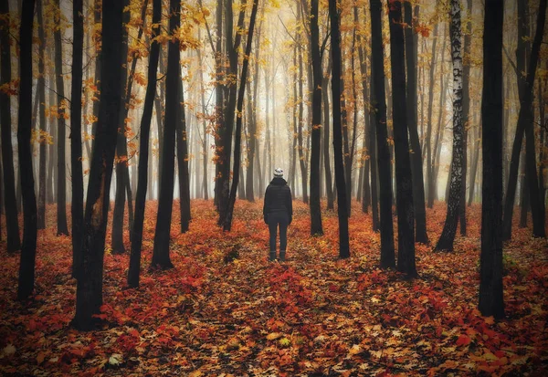 woman in the forest. man walks in a foggy forest. morning fog in a golden autumn forest