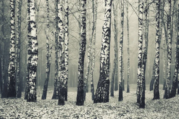 gizemli orman. Sisli bir ormanda sonbahar şafağı. Peri sabahı