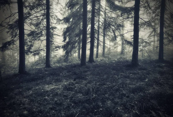 Таємничий Ліс Осінній Світанок Туманному Лісі Казковий Ранок — стокове фото