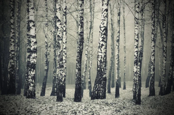 Forêt Mystérieuse Aube Automnale Dans Une Forêt Brumeuse Matin Fée — Photo