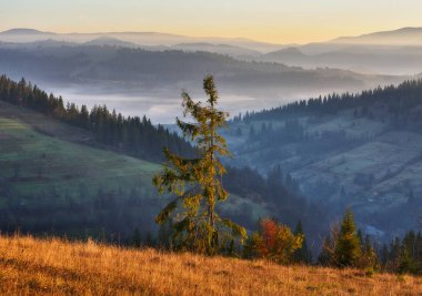 Günaydın Karpatlar. Dağlarda gündoğumunun manzarası. sonbahar sisi
