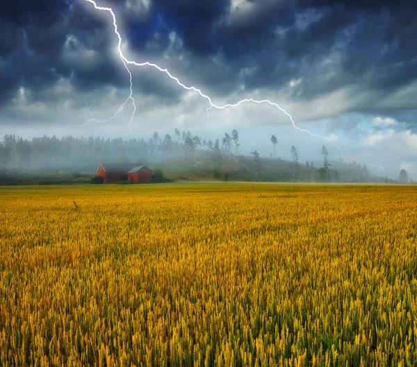 Blitz Über Dem Feld Abendgewitter Einem Hügeligen Feld Vor Dem — Stockfoto