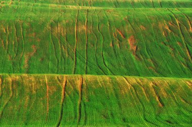 Tepe tarlası. Doğal doku. resimsel soyut manzara