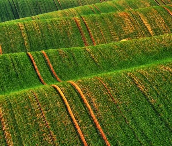 Kopcovité Pole Přírodní Textura Malebná Abstraktní Krajina — Stock fotografie