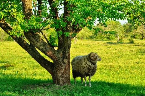 Овца Саду Пастбище — стоковое фото