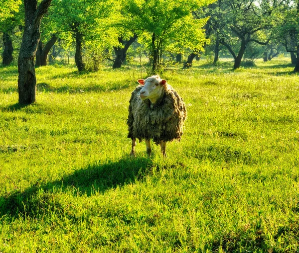 花园里的一只羊 在牧场里 — 图库照片
