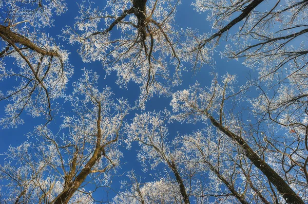 Winter Forest Crowns Trees Sky Hoarfrost Tree Branches — ストック写真