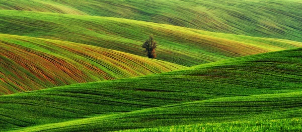 Холмистое Поле Живописное Зеленое Поле Сельский Пейзаж — стоковое фото