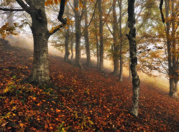 Осенний Лес Живописный Карпатский Лес — стоковое фото
