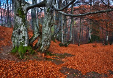 Sonbahar ormanı. pitoresk Karpat Ormanı