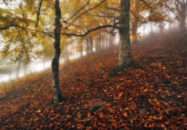 Sonbahar ormanı. pitoresk Karpat Ormanı