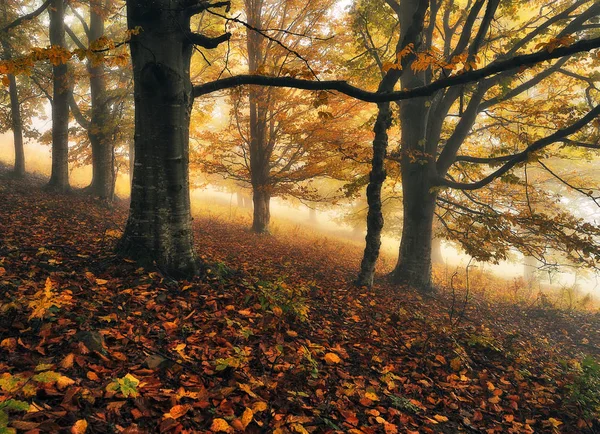 Осенний Лес Живописный Карпатский Лес — стоковое фото