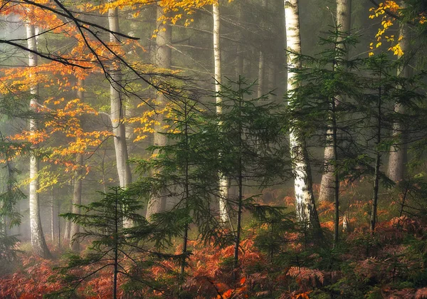 秋の森絵のように美しいカルパチアの森 — ストック写真
