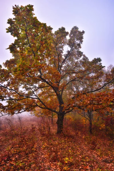 秋の森絵のように美しいカルパチアの森 — ストック写真