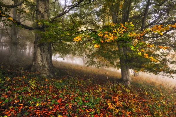 秋天的森林 风景如画的喀尔巴阡山脉森林 — 图库照片