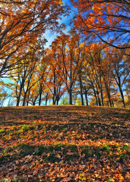 Bosque Otoño Pintoresco Bosque Los Cárpatos — Foto de Stock