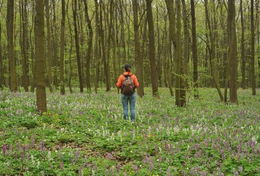 Ormandaki kadın bir turist baharda çiçek açan bir ormanda yürür.