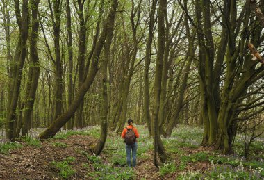 Ormandaki kadın bir turist baharda çiçek açan bir ormanda yürür.