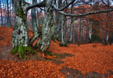 Sonbahar ormanı. Karpat dağlarının eski ormanında şafak sökerken