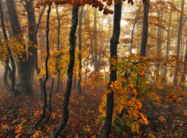 Sonbahar ormanı. Karpat dağlarında gizemli bir orman