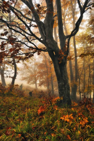 秋天的森林 喀尔巴阡山脉中的神秘森林 — 图库照片