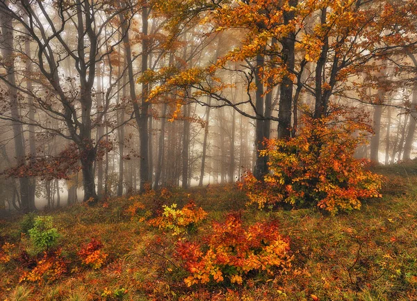 Jesienny Las Tajemniczy Las Karpatach — Zdjęcie stockowe