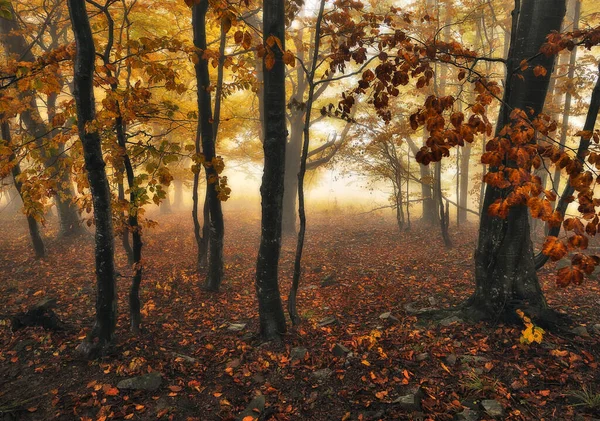 秋の森 カルパチア山脈の神秘的な森 — ストック写真