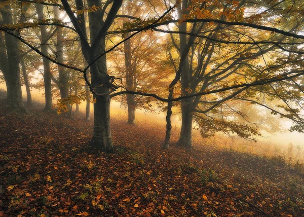 秋の森 カルパチア山脈の神秘的な森 — ストック写真