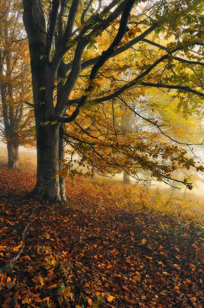 Jesienny Las Tajemniczy Las Karpatach — Zdjęcie stockowe