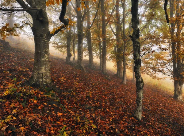 Őszi Erdő Titokzatos Erdők Kárpátok Hegyeiben — Stock Fotó