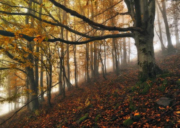秋天的森林 喀尔巴阡山脉中的神秘森林 — 图库照片