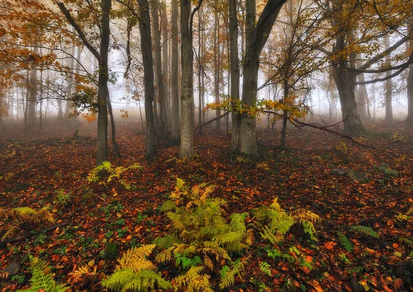 Herfstbos Mysterieuze Bos Karpaten — Stockfoto