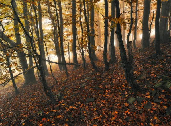 Herfstbos Mysterieuze Bos Karpaten — Stockfoto